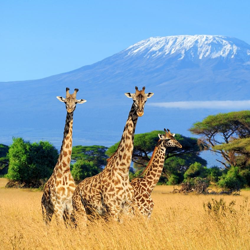 Кения сняла все Covid-ограничения для путешественников
