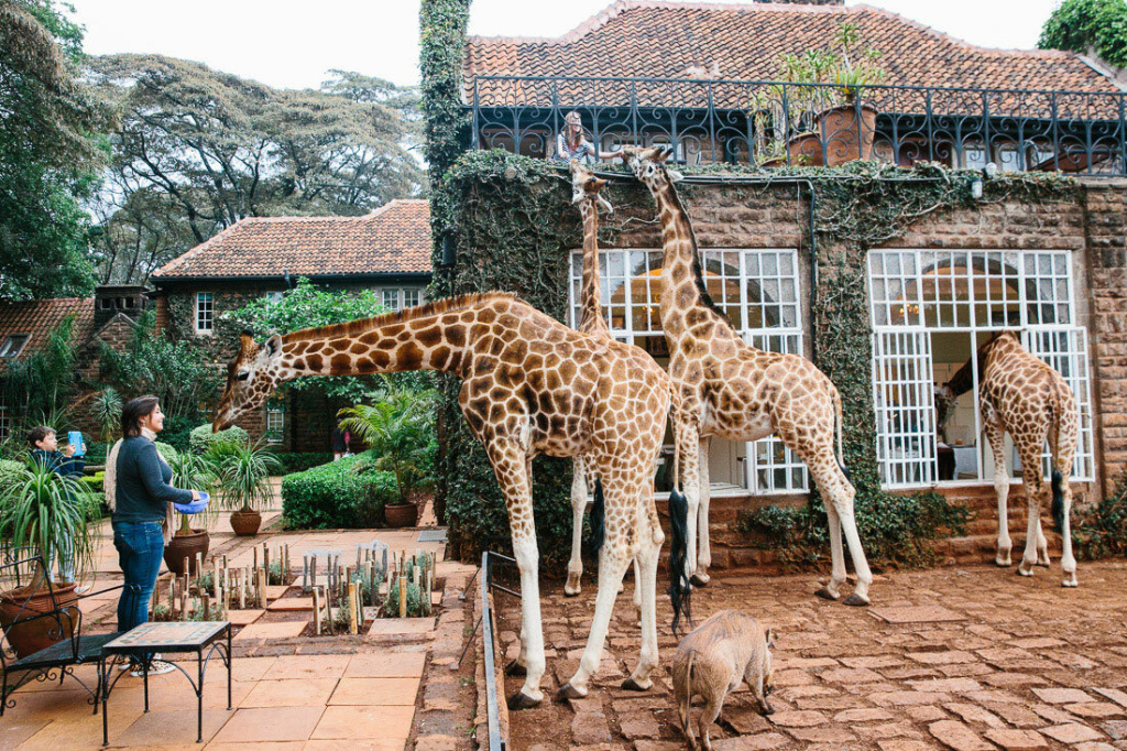 В перечень дорогостоящих развлечений вошел отдых в отеле «Усадьба жирафов» (Giraffe Manor) в кенийском Найроби