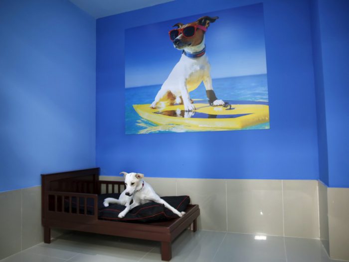 В Дубае откроют роскошный курорт для маленьких собак