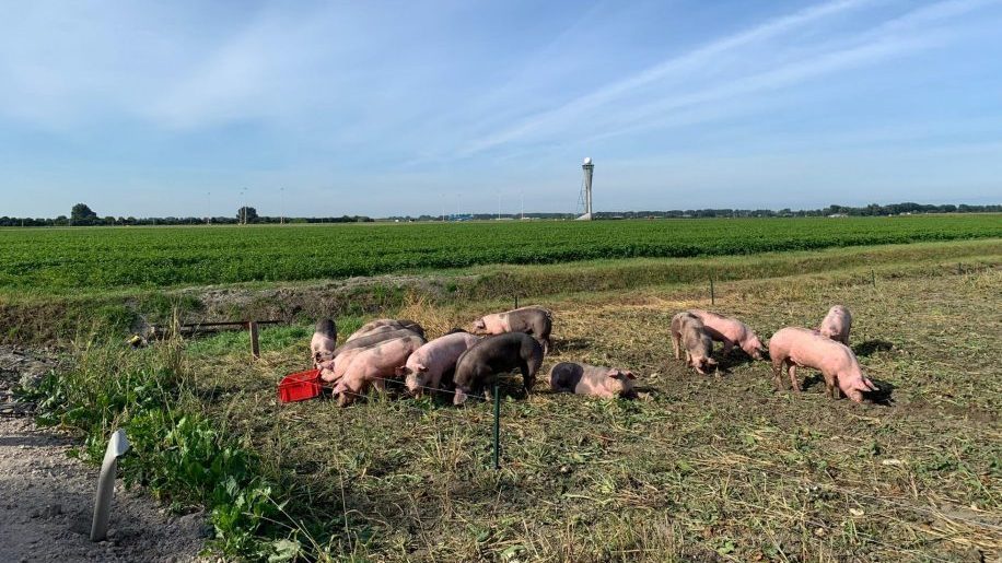 Амстердамский аэропорт Схипхол решил привлечь кормовых свиней для отпугивания птиц на своей территории